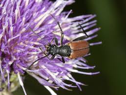 Attēlu rezultāti vaicājumam “Anastrangalia sanguinolenta”