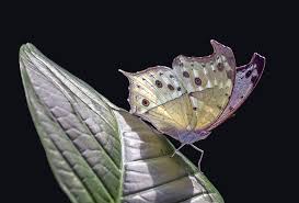 Attēlu rezultāti vaicājumam “Nymphalidae”