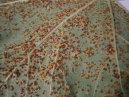 Attēlu rezultāti vaicājumam “Puccinia poarum”