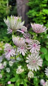 Attēlu rezultāti vaicājumam “Astrantia major flower”