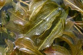 Attēlu rezultāti vaicājumam “Potamogeton lucens leaf”