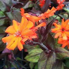 Attēlu rezultāti vaicājumam “Silene x arkwrightii Vesuvius flower”
