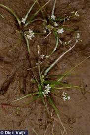 Attēlu rezultāti vaicājumam “Subularia aquatica”