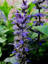 Attēlu rezultāti vaicājumam “Ajuga reptans flower”