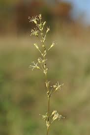 Attēlu rezultāti vaicājumam “Silene otites fruit”
