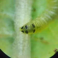 Attēlu rezultāti vaicājumam “Euura brevicornis larva”