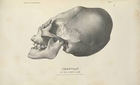 Image result for elongated skulls