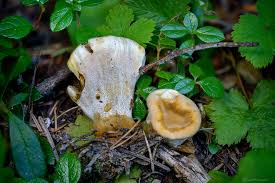 Attēlu rezultāti vaicājumam “Onnia tomentosa”