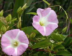 Attēlu rezultāti vaicājumam “Calystegia sepium flower”