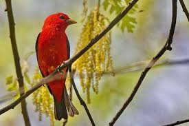 Image result for Piranga olivacea