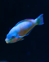 Image result for Scarus psittacus