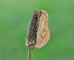 Attēlu rezultāti vaicājumam “Hepialus humuli”