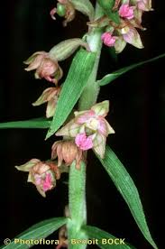Attēlu rezultāti vaicājumam “Epipactis atrorubens flower”