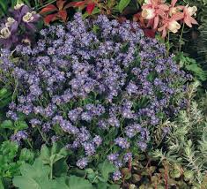 Attēlu rezultāti vaicājumam “Myosotis sylvatica flower”