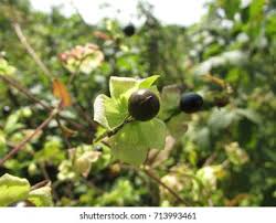 Attēlu rezultāti vaicājumam “Silene baccifera fruit”