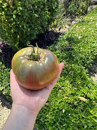 Afbeeldingsresultaat voor earl faux tomato