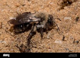 Attēlu rezultāti vaicājumam “Andrena vaga”