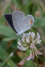 Attēlu rezultāti vaicājumam “Everes argiades underside”