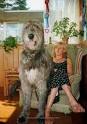 world largest dog