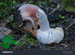 Attēlu rezultāti vaicājumam “Russula vesca”