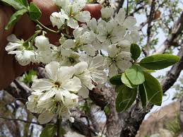 Attēlu rezultāti vaicājumam “Prunus domestica subsp. domestica leaf”