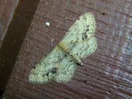 Attēlu rezultāti vaicājumam “Idaea dimidiata”