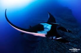 Image result for Mobula birostris