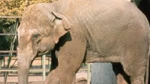 Image result for sad elephant