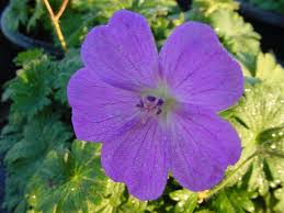 Attēlu rezultāti vaicājumam “Geranium sanguineum”