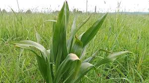 Image result for Herbstzeitlose