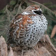 Attēlu rezultāti vaicājumam “Tetrastes bonasia”