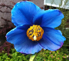 Image result for Meconopsis betonicifolia