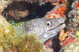 Image result for Gymnothorax moringa