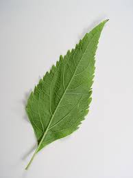 Attēlu rezultāti vaicājumam “Cnidium dubium leaf”