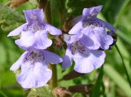 Image result for Glechoma hederacea