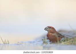 Attēlu rezultāti vaicājumam “Loxia pytyopsittacus male”