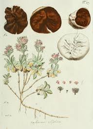 Attēlu rezultāti vaicājumam “Disciotis venosa”