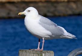 Attēlu rezultāti vaicājumam “Larus minutus adult”