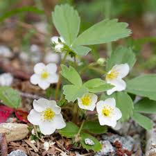 Attēlu rezultāti vaicājumam “Fragaria vesca flower”