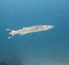 Image result for Sphyraena barracuda