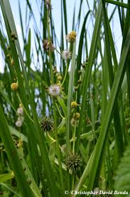 Attēlu rezultāti vaicājumam “Sparganium neglectum”