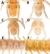 Attēlu rezultāti vaicājumam “Ommatoiulus vilnensis”