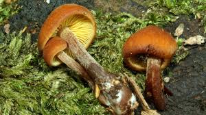 Attēlu rezultāti vaicājumam “Gymnopilus picreus”
