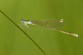 Attēlu rezultāti vaicājumam “Nehalennia speciosa”