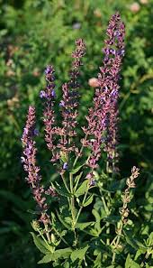 Image result for Salvia nemorosa