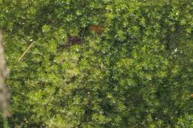 Attēlu rezultāti vaicājumam “Sphagnum cuspidatum”