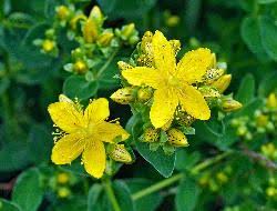 Attēlu rezultāti vaicājumam “Hypericum maculatum”