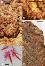 Attēlu rezultāti vaicājumam “Sarcodontia crocea”