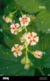 Attēlu rezultāti vaicājumam “Ribes nigrum flower”