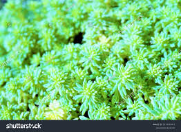 Attēlu rezultāti vaicājumam “Sedum pallidum leaf”